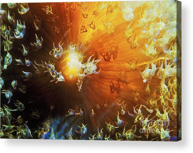 Underwater Art Acrylic Print featuring the photograph Light bulb anemone AN8723 by Mark Graf