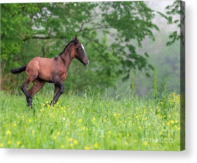 Horse Acrylic Print featuring the photograph Lil Ombre by Holly Ross