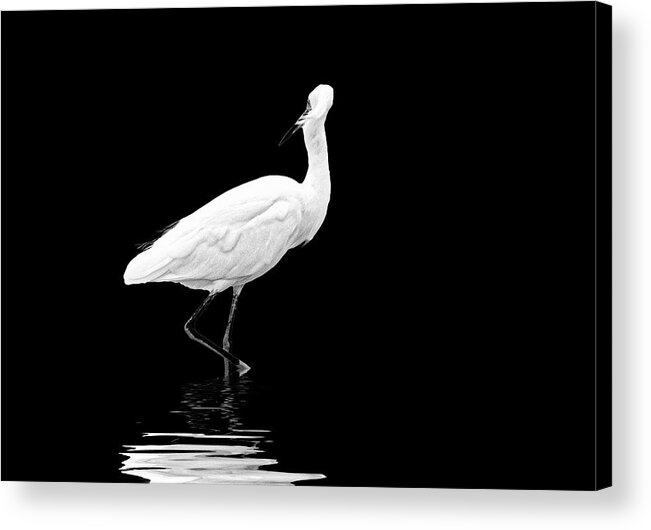 Bird Photography Acrylic Print featuring the photograph Little Egret Dance in BW by Perla Copernik
