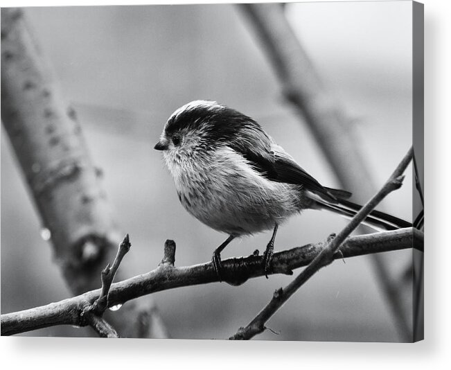 Long Tailed Tit Acrylic Print featuring the photograph Long Tailed Tit Monochrome by Jeff Townsend