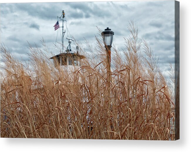 Grasses Acrylic Print featuring the photograph Looking Through the Grasses by Cate Franklyn