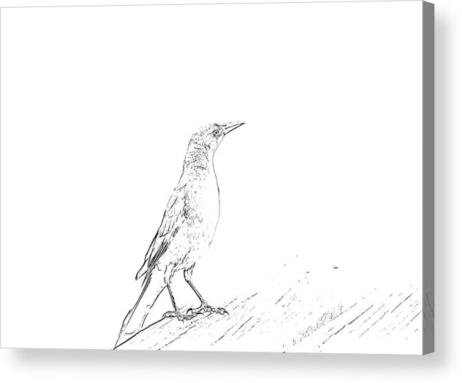 Grackle Acrylic Print featuring the mixed media Lovely Bird Sketch by Alison Frank