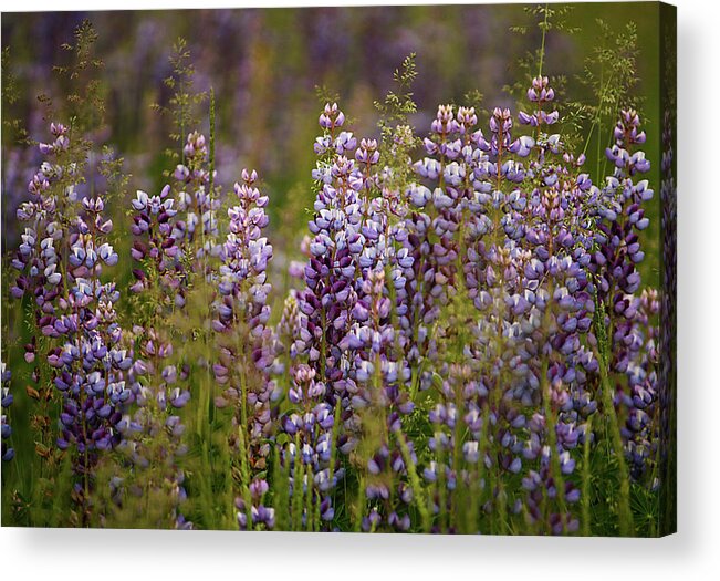 Lupine Acrylic Print featuring the photograph Lupine by Cheryl Day