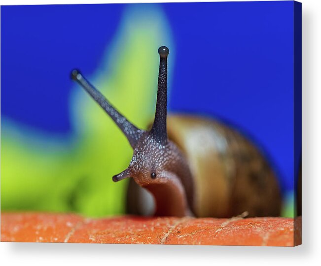 Animals Acrylic Print featuring the photograph Macro Photography - Snail by Amelia Pearn