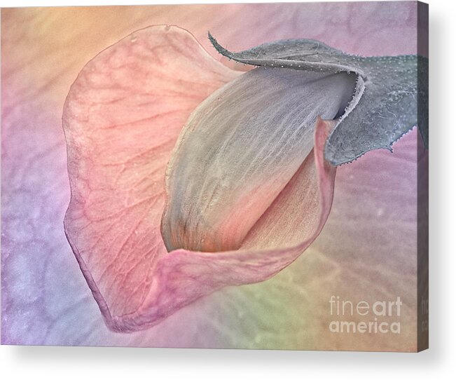 Macro Sweet Pea Flower Impressions Impressionistic Soft Tender Simplicity Creative Contemporary Appealing Stunning Abstracted Eccentric Quirky Elegant Expressive Fantasy Imaginary Stylish Mysterious Grotesque Fantastic Peculiar Aesthetic Fabulous Delicate Gentle Softness Pink Emotional Delightful Spiritual Pretty Beauty Sentimental Elegance Pleasing Charming Poetic Still-life Pastel Watercolour Evocative Simple Minimalist Minimalism Character Beautiful Charm Attractive Unusual Vivid Shy Exiting Acrylic Print featuring the digital art MACRO SWEET PEA FLOWER colourful vivid spiritual presentation by Tatiana Bogracheva