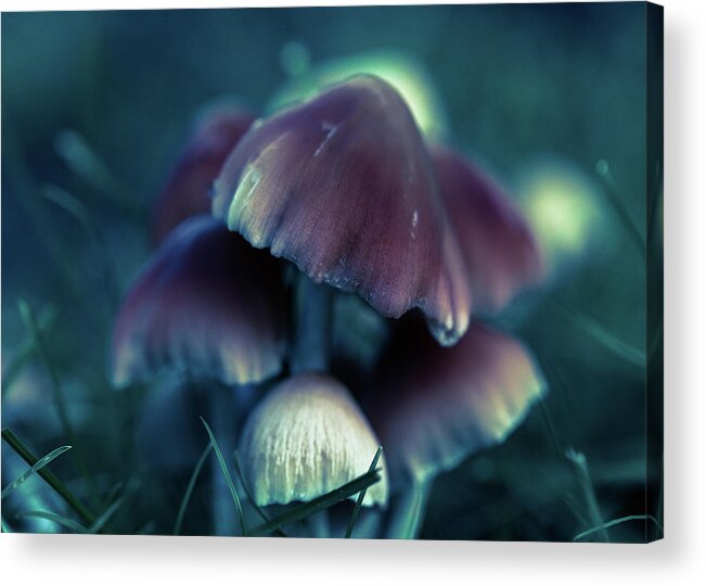 Plants Acrylic Print featuring the photograph Magic Mushrooms at Dusk by Amelia Pearn