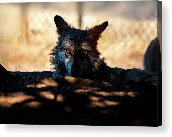 Mexican Acrylic Print featuring the photograph Mexican Gray Wolf - 2 by Anthony Jones
