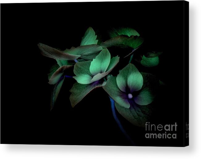 Nature Acrylic Print featuring the photograph Midnight by Dan Holm