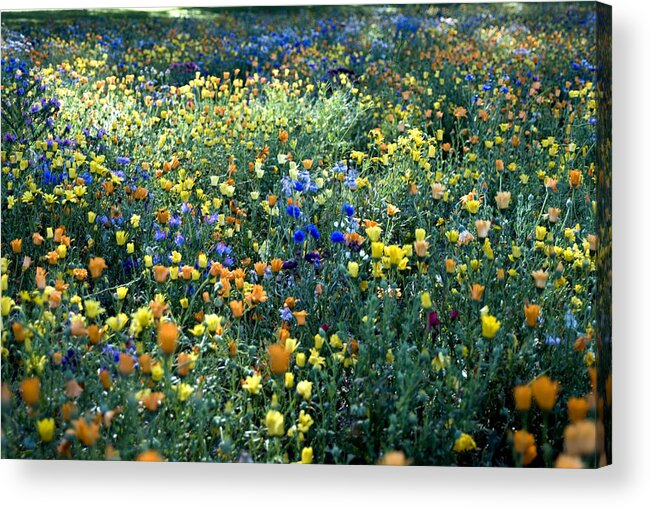 Outdoors Acrylic Print featuring the photograph Mixed colourful wildflowers by Lyn Holly Coorg