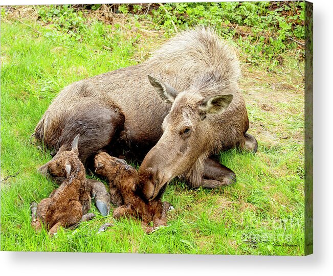Natanson Acrylic Print featuring the photograph Mom and Babies by Steven Natanson
