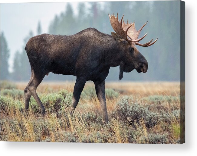 Loree Johnson Photography Acrylic Print featuring the photograph Moose on a Mission by Loree Johnson