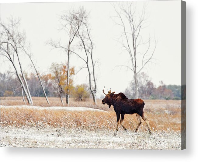 Moose Acrylic Print featuring the photograph Moosing Around - Bull Moose wandering through ND snow dusted autumn prairie scene in ND by Peter Herman