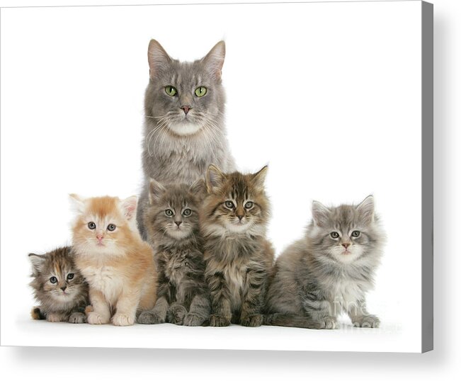 Maine Coon Acrylic Print featuring the photograph Mother Maine Coon cat and five kittens by Warren Photographic