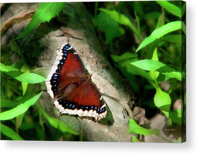Butterfly Acrylic Print featuring the photograph Mourning Cloak Butterfly by Christina Rollo
