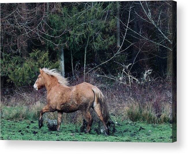 Belgian Horse Acrylic Print featuring the photograph Mud Run by Listen To Your Horse
