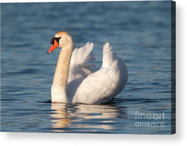 00478499 Acrylic Print featuring the photograph Mute Swan Swimming by Steve Gettle
