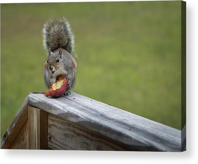 Squirrel Acrylic Print featuring the photograph My Apple by M Kathleen Warren