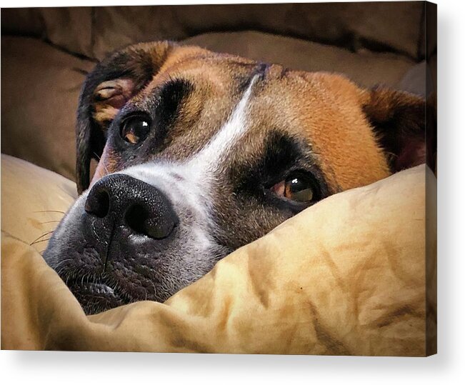  Acrylic Print featuring the photograph My Pillow by Jack Wilson