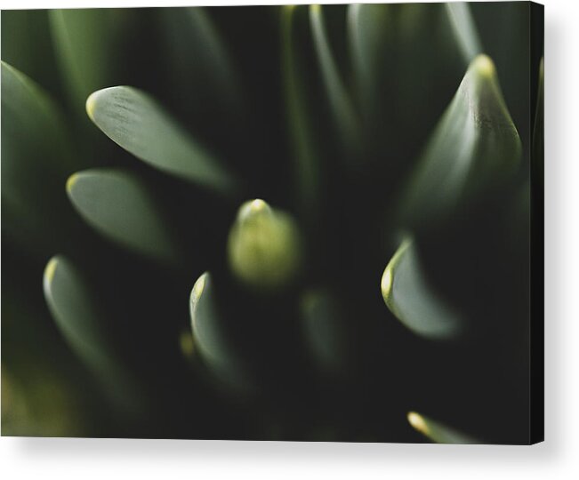Daffodils Acrylic Print featuring the photograph Nature Photography - Easter Daffodils 3 by Amelia Pearn