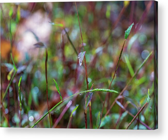 Fall Acrylic Print featuring the photograph Nature Photography - Fall Grass by Amelia Pearn