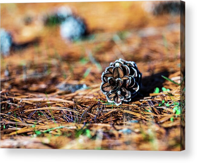 Nature Acrylic Print featuring the photograph Nature Photography - Pine Cone by Amelia Pearn