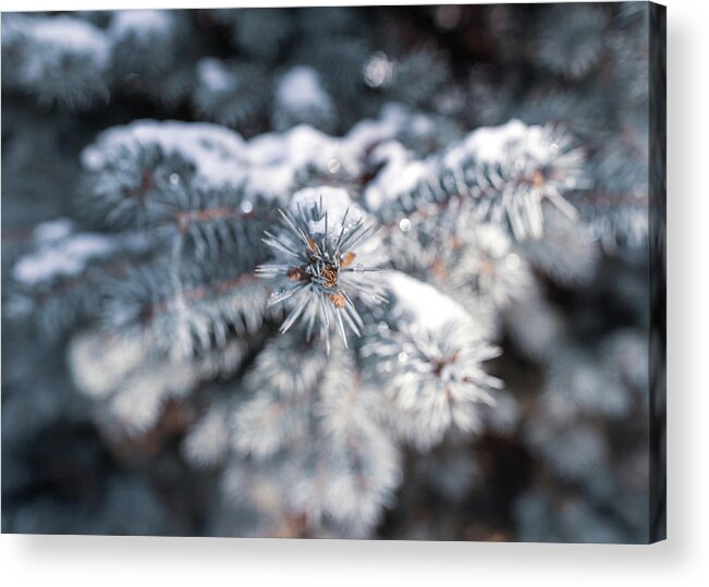 Landscapes Acrylic Print featuring the photograph Nature Photography - Snowy Evergreen by Amelia Pearn