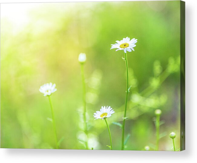 Flowers Acrylic Print featuring the photograph Nature Photography - Summer Fields by Amelia Pearn