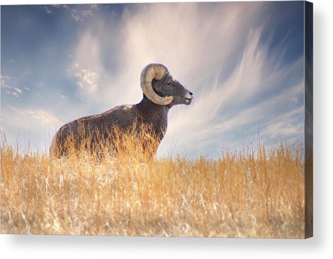 Bighorn Sheep Acrylic Print featuring the photograph Nature's Ram by Jerry Cahill
