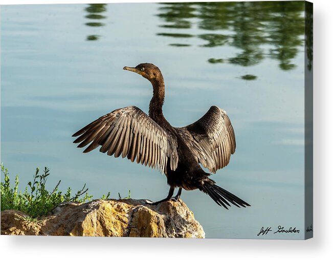 Animal Acrylic Print featuring the photograph Neotropic Cormorant with Wings Spread by Jeff Goulden