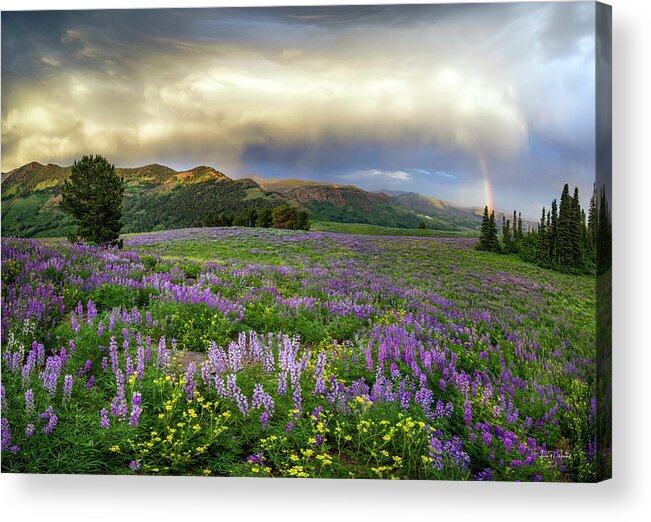 Nature Acrylic Print featuring the photograph Nevada Spring Beauty by Leland D Howard