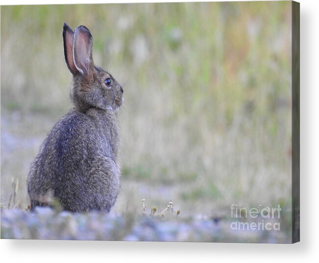 Rabbit Acrylic Print featuring the photograph Nipped by frost by Nicola Finch