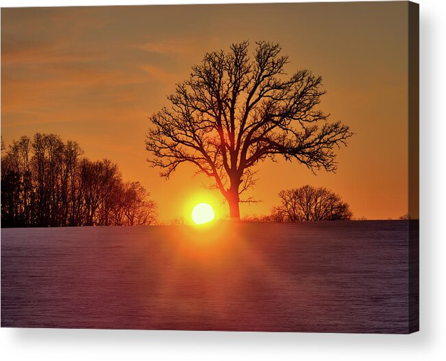 Oak Acrylic Print featuring the photograph OakSet - winter WI sunset behind a solitary oak tree by Peter Herman