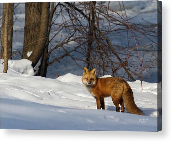 Red Fox Acrylic Print featuring the photograph Office View by Everet Regal