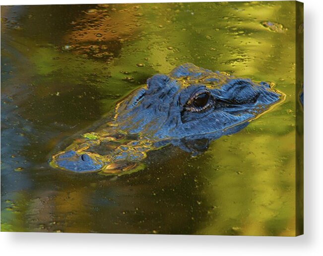 American Alligator Acrylic Print featuring the photograph On The Surface by Melissa Southern