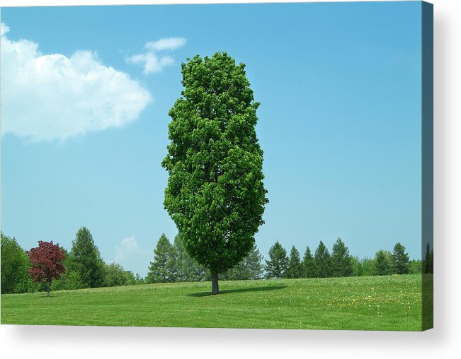 Tree Acrylic Print featuring the photograph One Lone Tree by John Manno