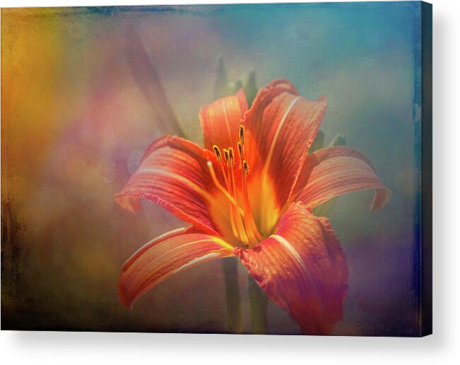 Blooms Acrylic Print featuring the photograph Orange Mexican Lily by Sue Leonard