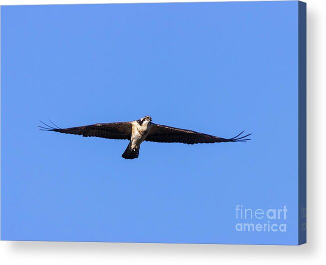 Osprey Acrylic Print featuring the photograph Osprey Flying High by Steven Krull