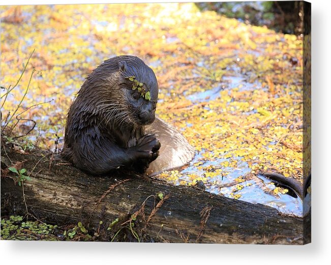 Otter Acrylic Print featuring the photograph Otter Eating Fish by Mingming Jiang