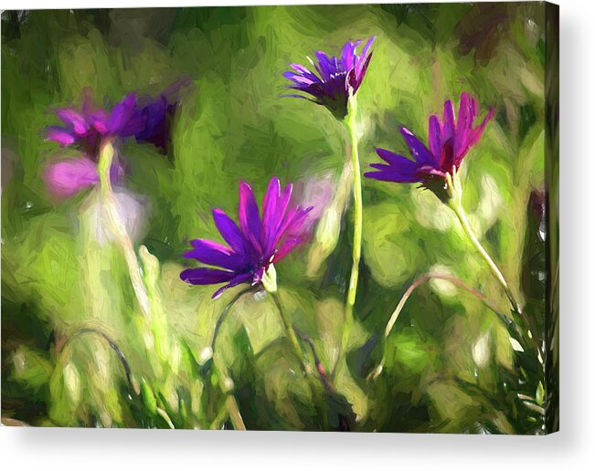 Purple Acrylic Print featuring the photograph Painted Purple Daisies by Alison Frank
