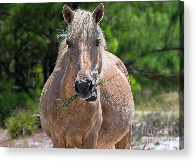 Horse Acrylic Print featuring the photograph Palomino horse by Rehna George