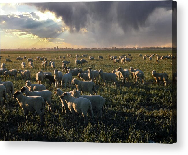 Sheep Acrylic Print featuring the photograph Pasture by Jim Painter