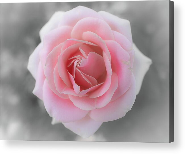 Peace Acrylic Print featuring the photograph Peace Rose by Gary Kochel