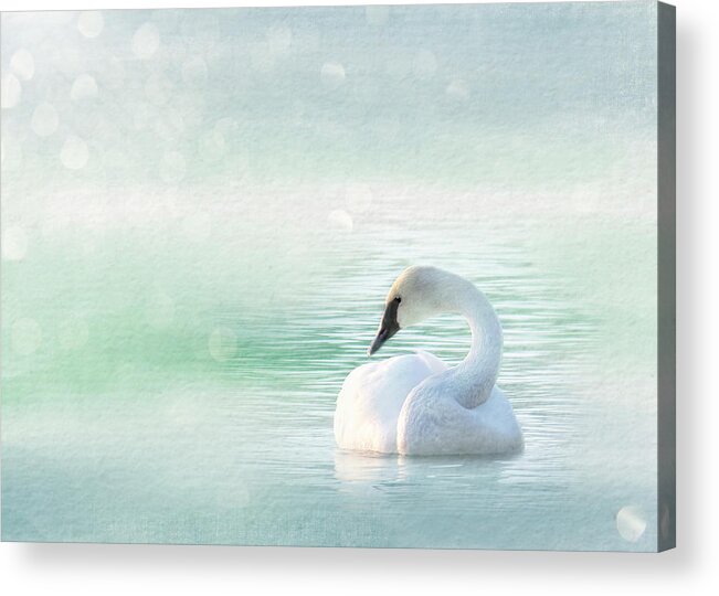 Swan Acrylic Print featuring the photograph Peaceful Pastel Teal Morning Swan by Patti Deters
