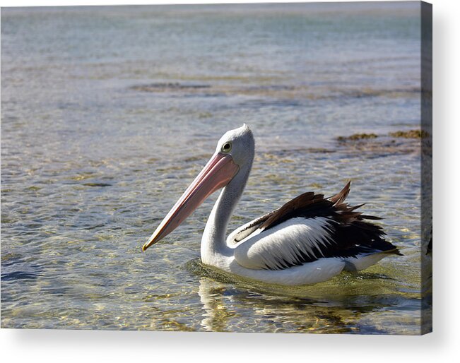 Kangaroo Island Acrylic Print featuring the photograph Pelican Swimming at The Entrance NSW by Simbot
