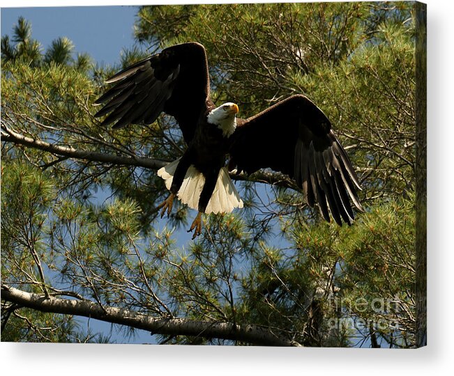 Eagle Acrylic Print featuring the photograph Perfect Form by Heather King