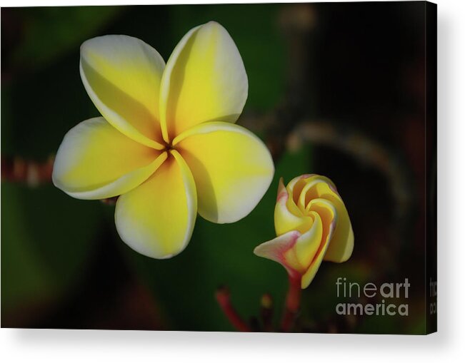 Big Island Acrylic Print featuring the photograph Phases of Plumeria Blossoms by Nancy Gleason