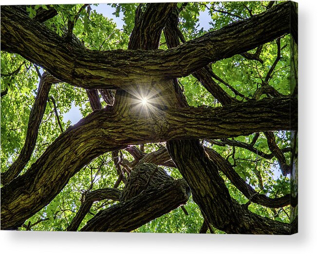 Oak Acrylic Print featuring the photograph Photon Entanglement - sunlight beaming through peephole of tangled oak limbs by Peter Herman