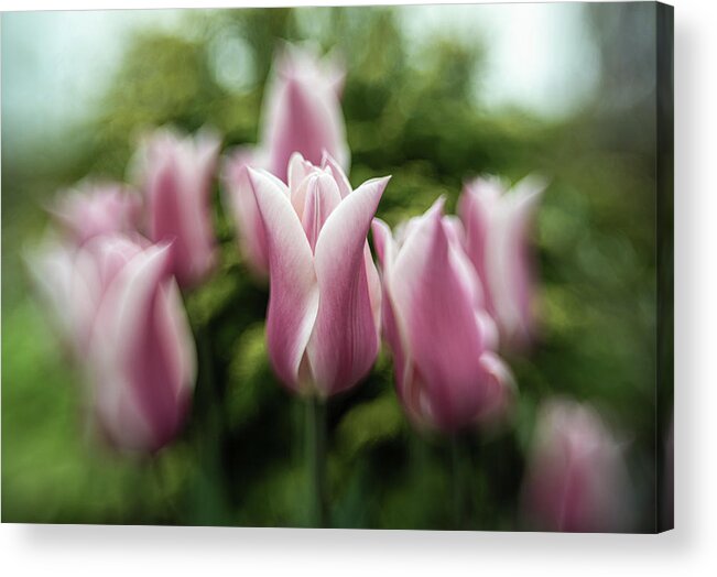 Flowers Acrylic Print featuring the photograph Pink by Ana Luiza Cortez