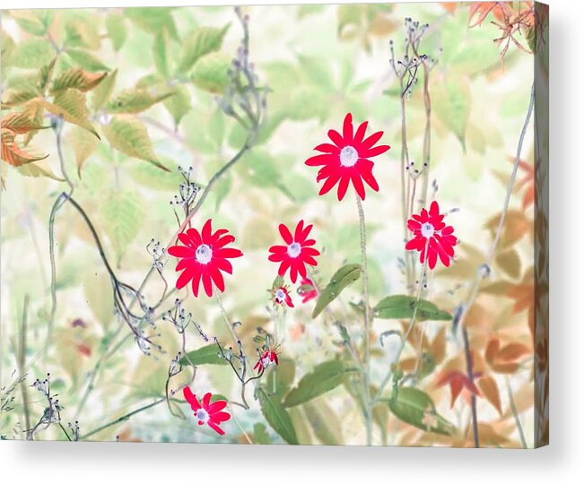 Flowers Acrylic Print featuring the photograph Happy Red Daisies by Missy Joy