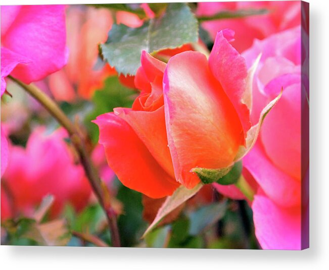 Rose Acrylic Print featuring the photograph Pink Orange Hybrid by Rona Black
